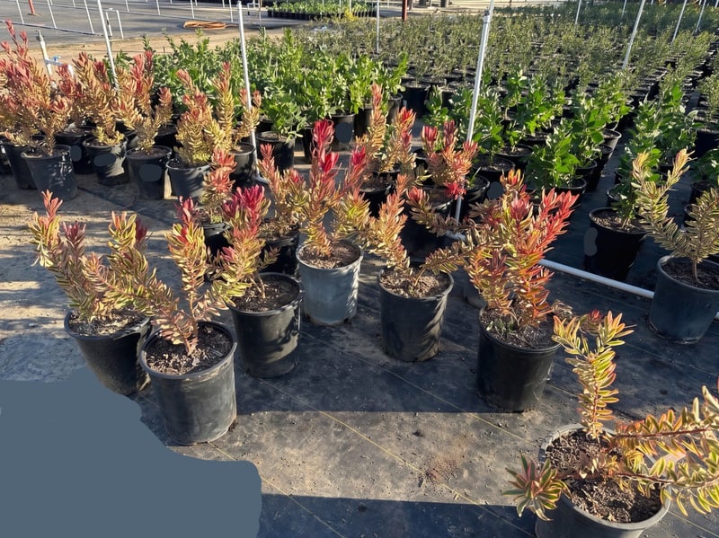 Photo for Leucadendron 'Jester' (Jester Conebush)