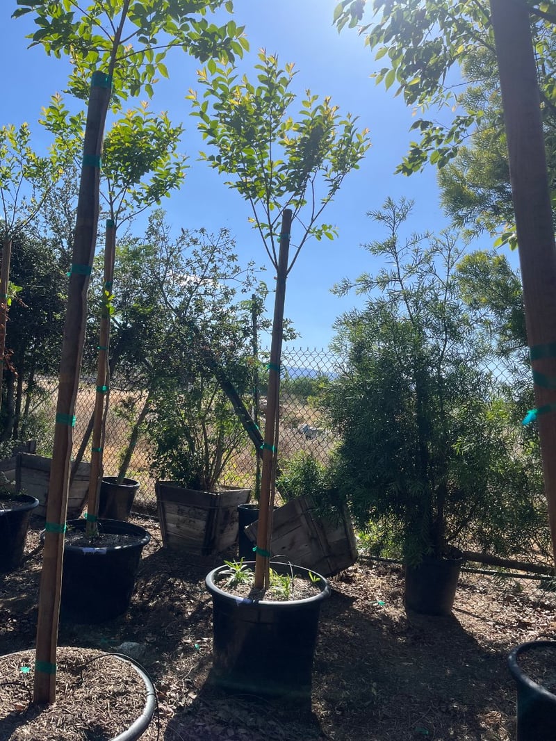 Photo for Lagerstroemia indica x fauriei 'Muskogee' (Standard) (Muskogee Crape Myrtle)