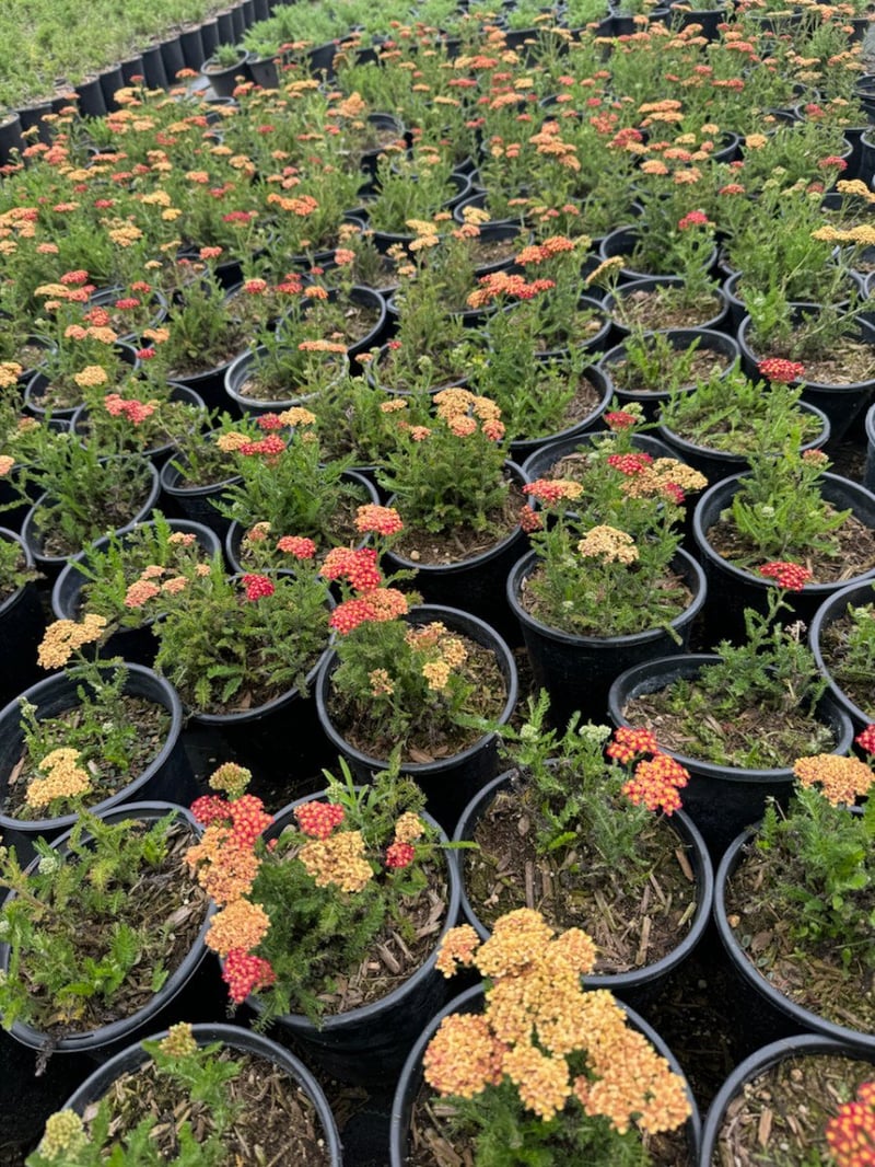 Photo for Achillea millefolium 'Terracotta' (Terracotta Common Yarrow)
