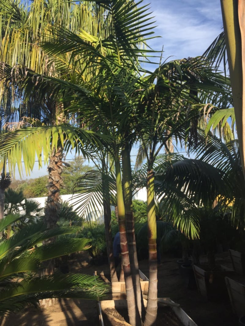 Photo for Archontophoenix cunninghamiana (Triple Trunk) (King Palm)