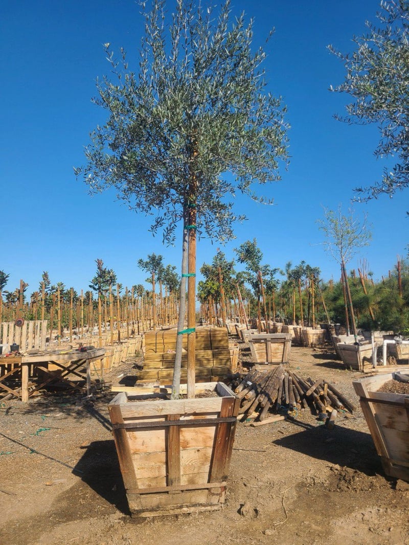 Photo for Olea europaea 'Fruitless' (Standard) (Fruitless Olive)