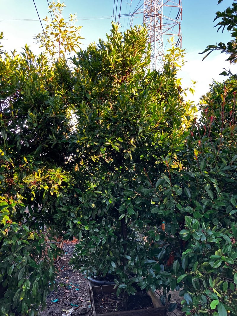 Photo for Elaeocarpus decipiens (Column) (Japanese Blueberry Tree)