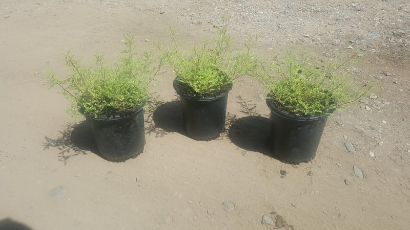 Photo for Dalea capitata 'Sierra Gold' (Dalea capitata 'Sierra Gold')