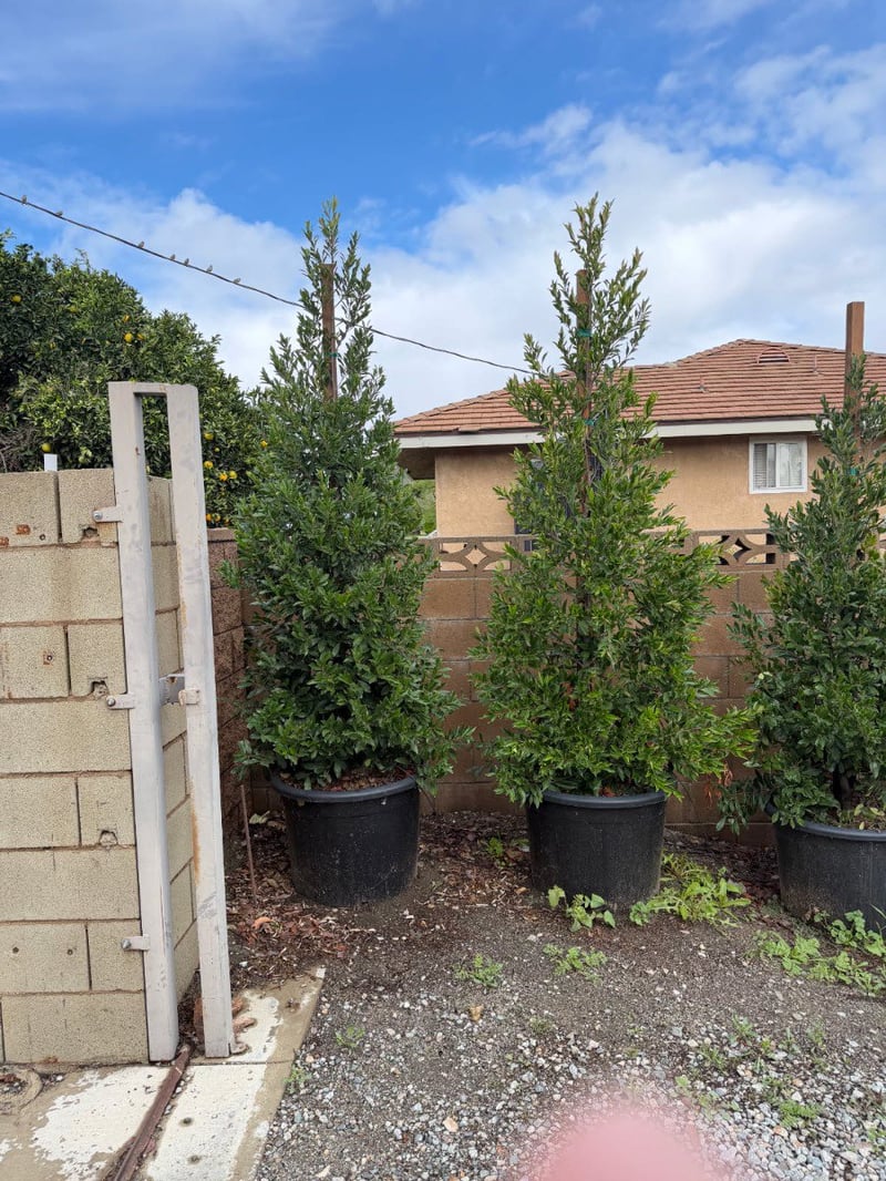 Photo for Prunus caroliniana 'Compacta' (Compact Carolina Cherry Laurel)