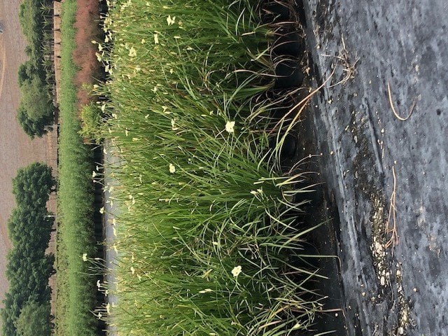 Photo for Dietes (any variety) (Fortnight Lily)