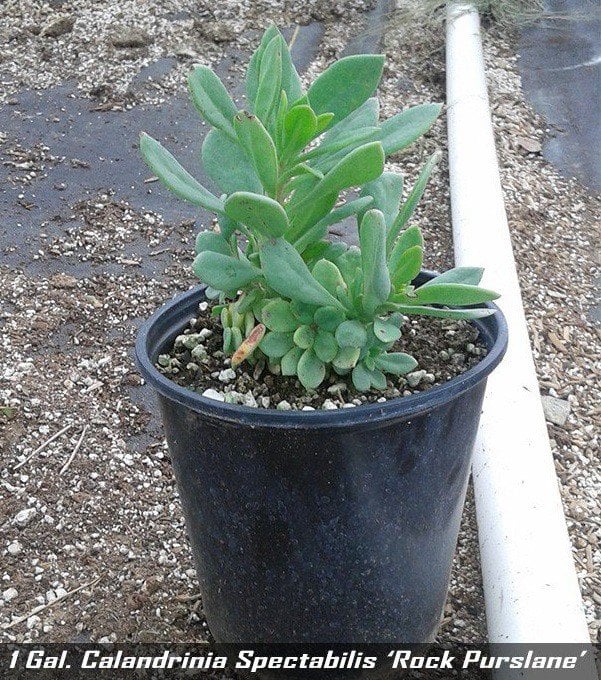 Photo for Cistanthe grandiflora (Rock Purslane)