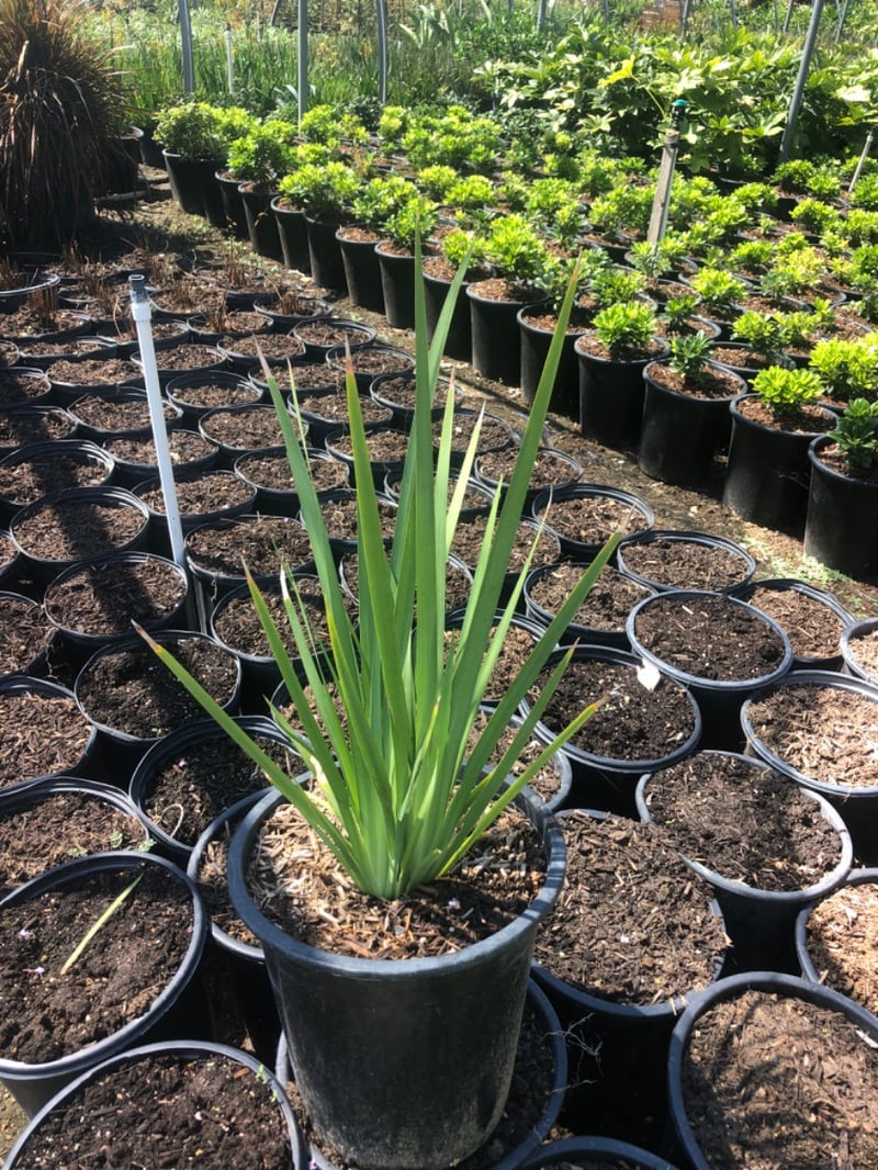Photo for Dietes grandiflora (Fortnight Iris)