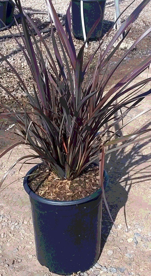 Photo for Phormium 'Amazing Red' (Amazing Red New Zealand flax)