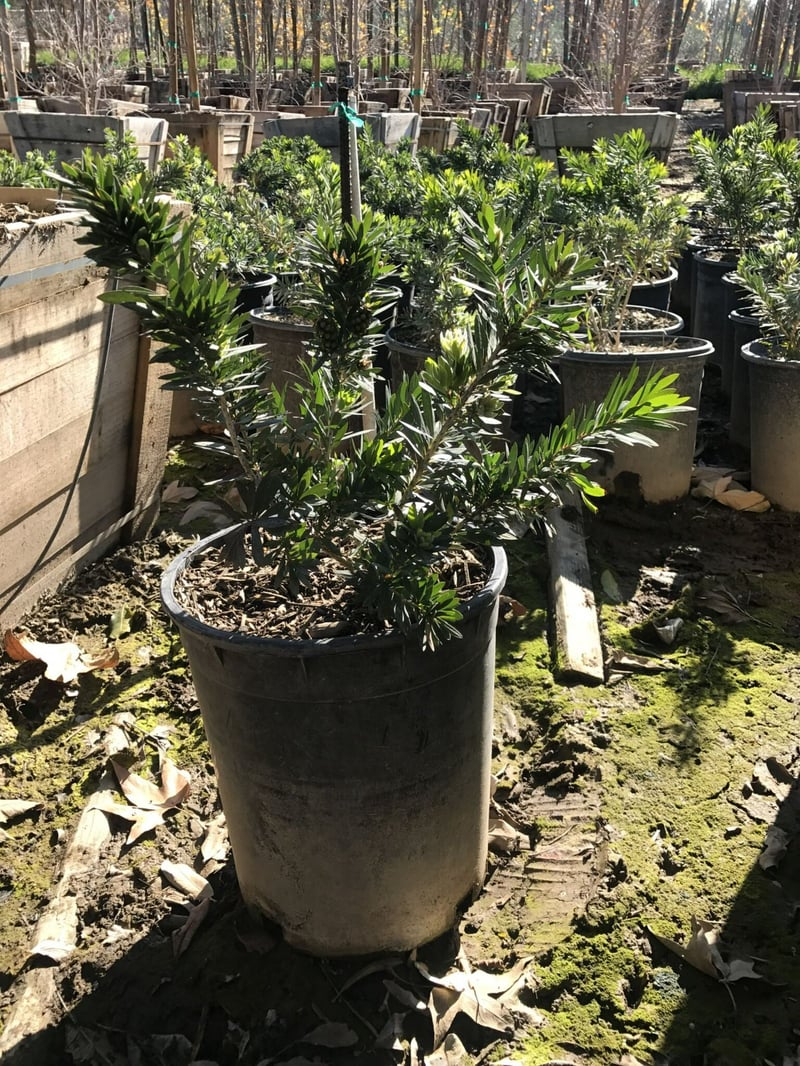 Photo for Callistemon citrinus 'Little John' (Dwarf Bottlebrush)