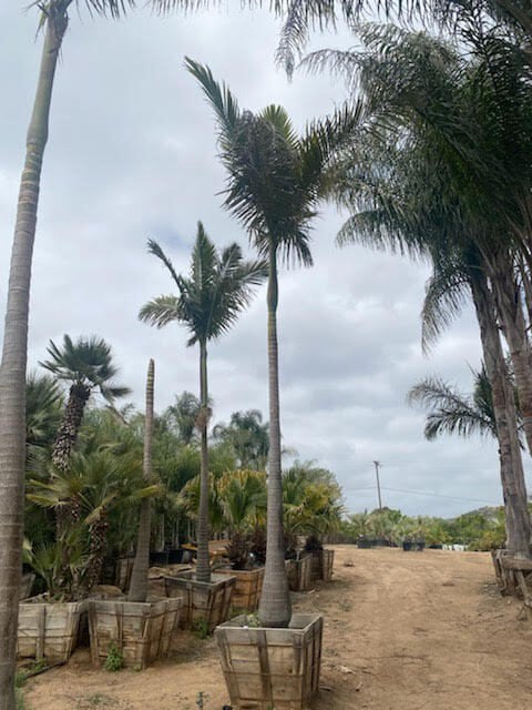 Photo for Archontophoenix alexandrae (Single) (Alexander King Palm)