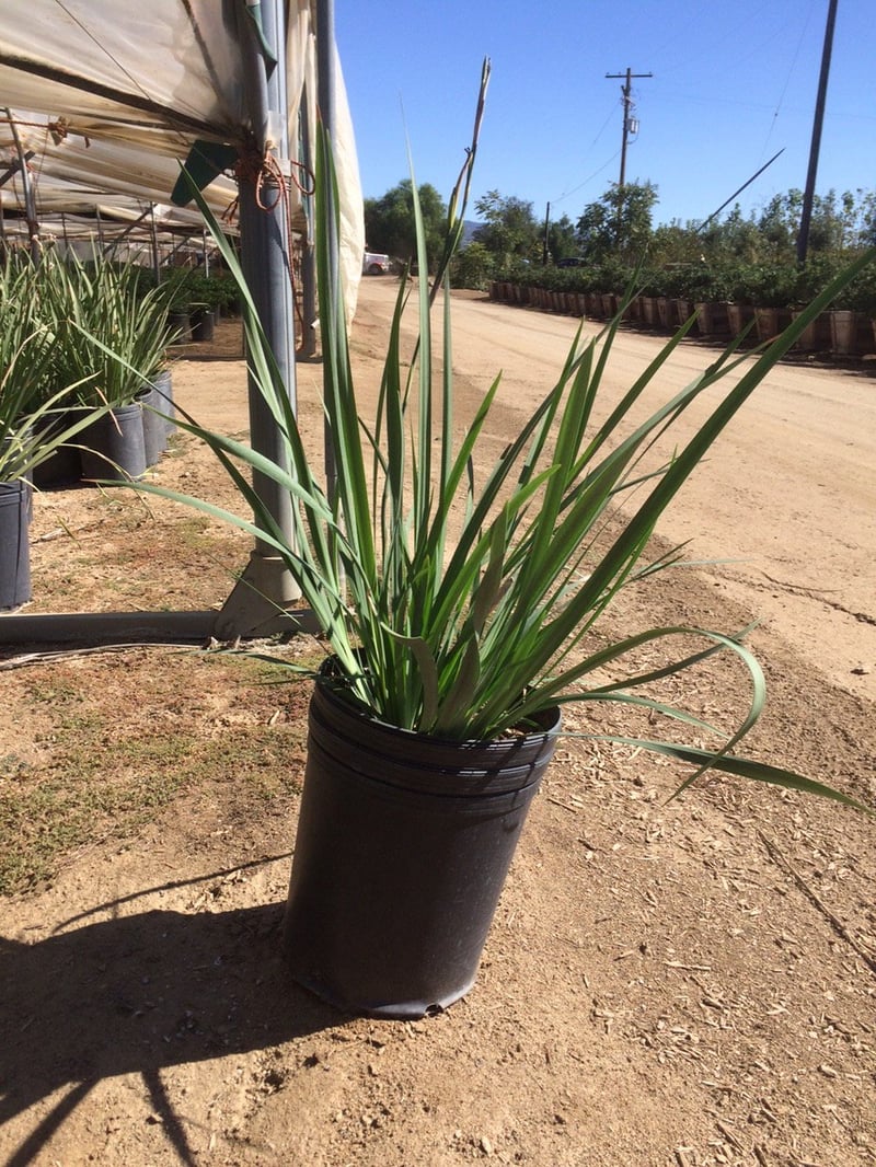 Photo for Dietes vegeta (Moraea iridioides) (Fortnight Lily)