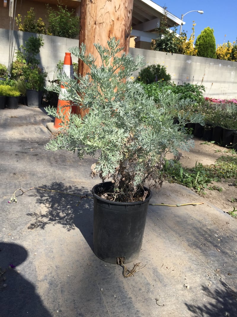 Photo for Artemisia 'Powis Castle' (Powis Castle Wormwood)