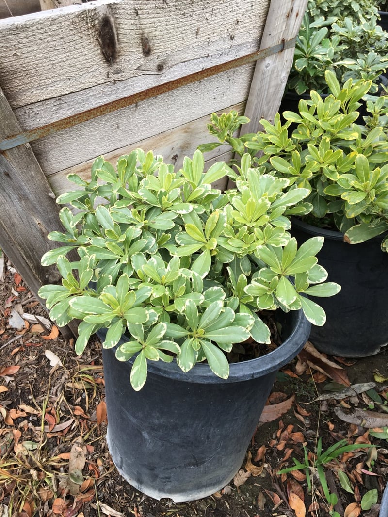 Photo for Pittosporum tobira 'Shima' (Cream De Mint Dwarf Mock Orange)