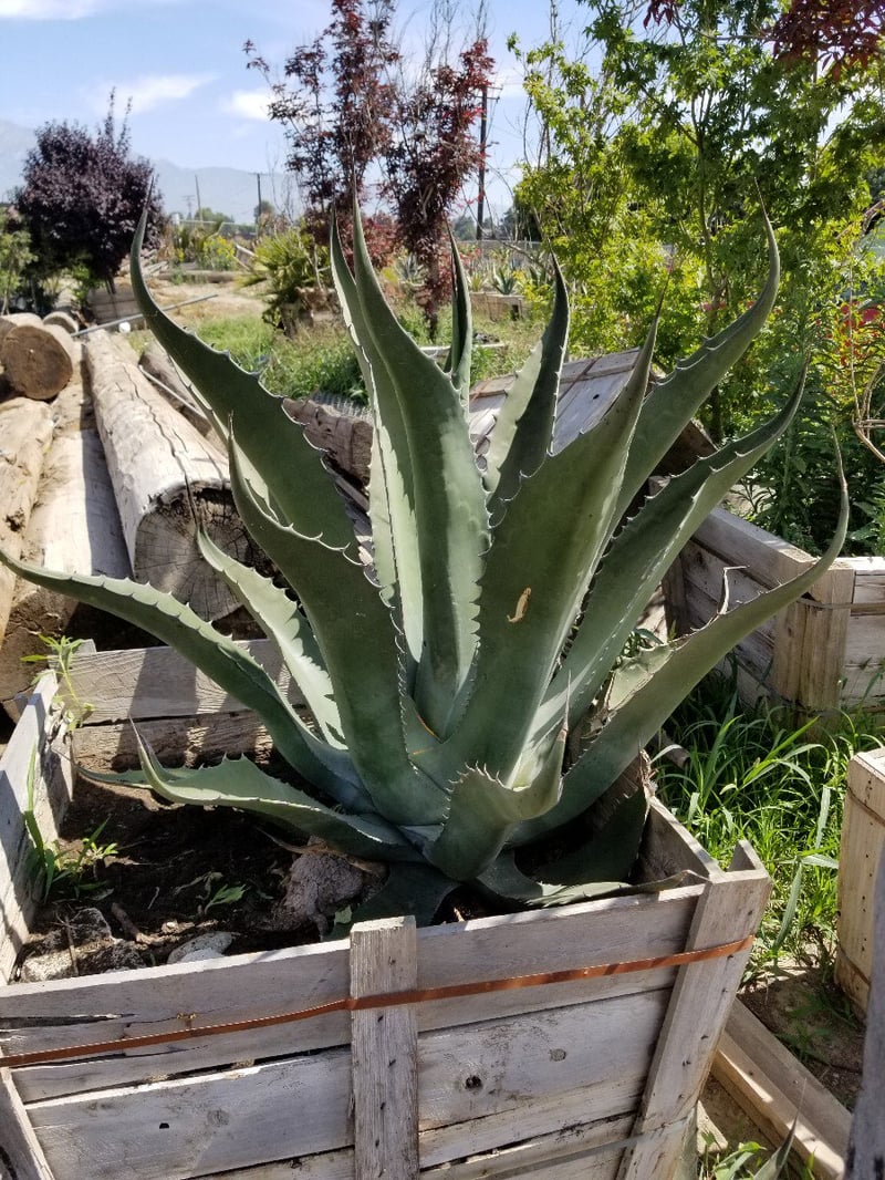 Photo for Aloe 'Goliath' (Goliath Aloe)