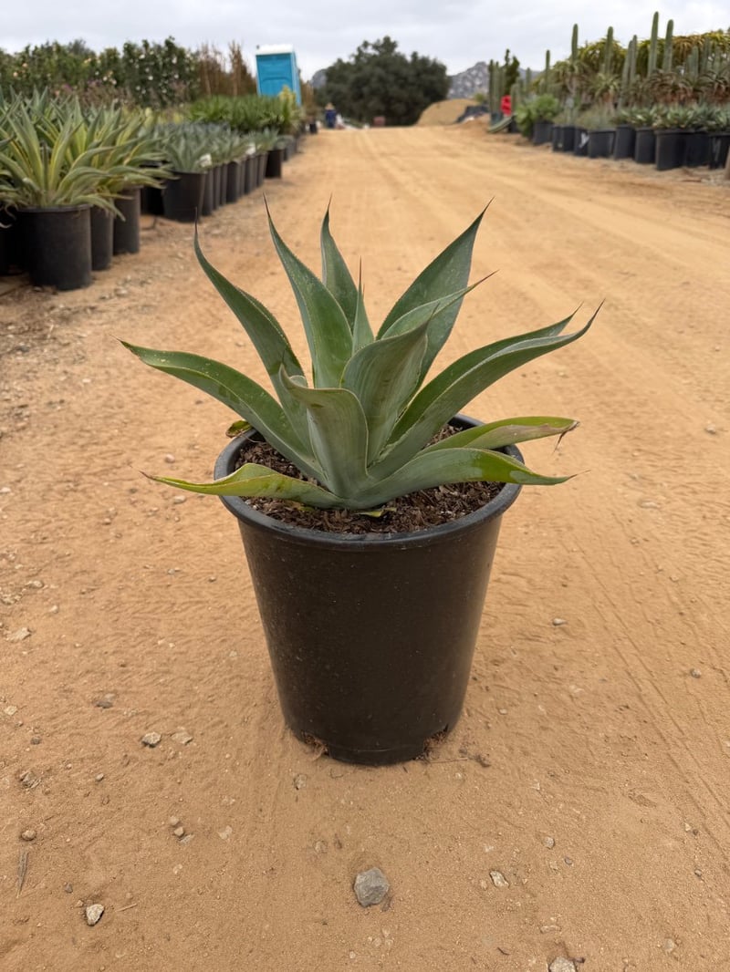 Photo for Agave attenuata 'Blue Flame' (Blue Flame Agave)