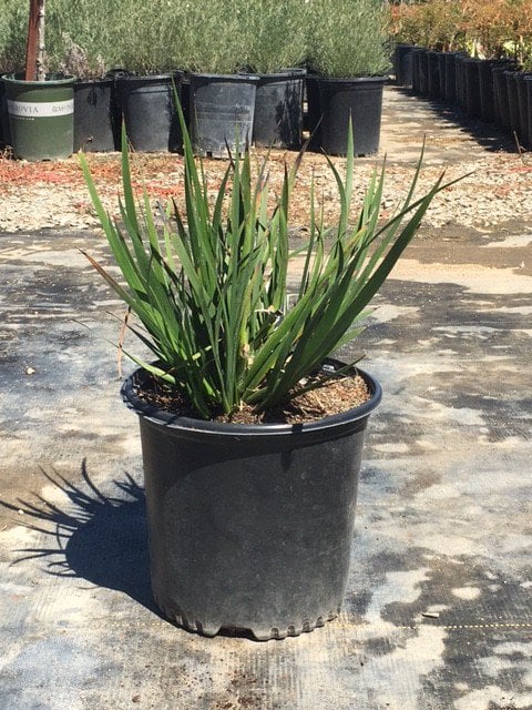 Photo for Anigozanthos (Dwarf) (Dwarf Yellow Kangaroo Paw)