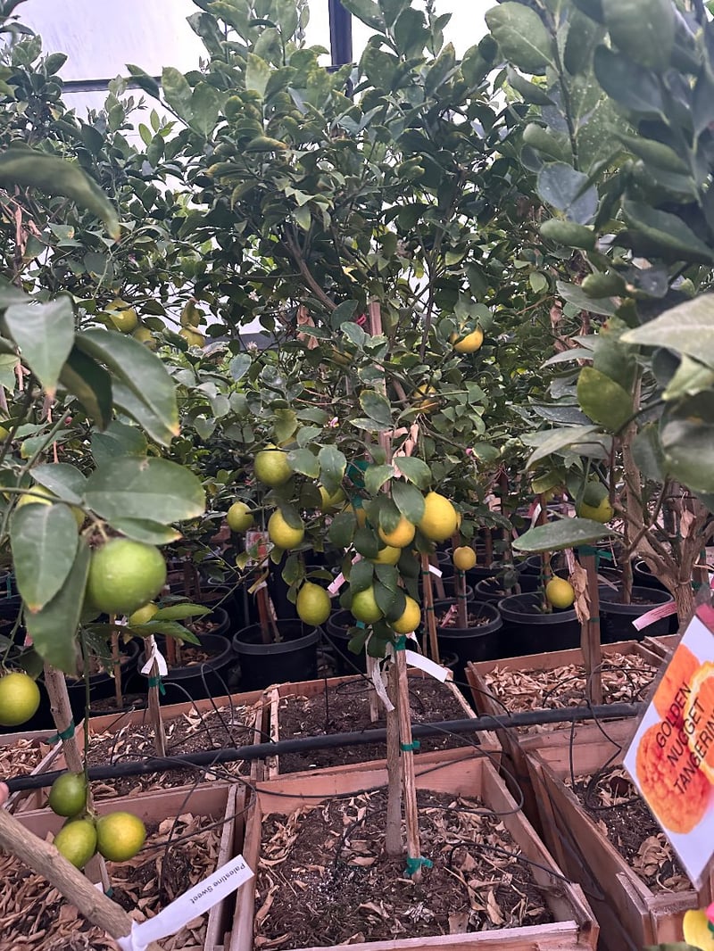 Photo for  Citrus limon 'Meyer' (Standard) (Improved Meyer Lemon)