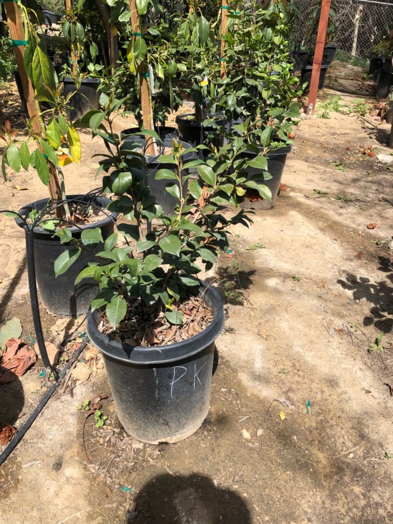 Photo for Camellia japonica (Camellia japonica)