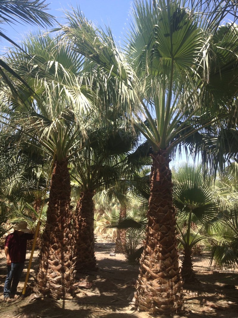 Photo for Washingtonia filifera (12' BTH) (California Fan Palm)