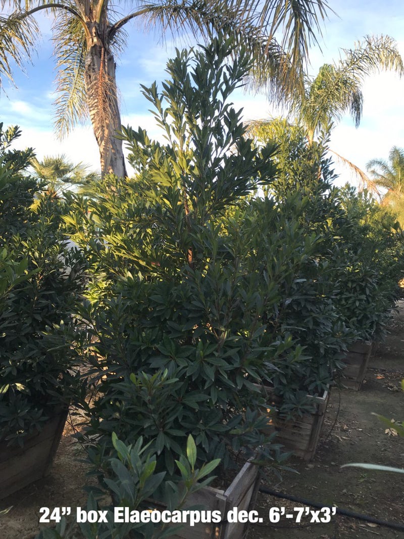 Photo for Elaeocarpus decipiens (Column) (Japanese Blueberry Tree)