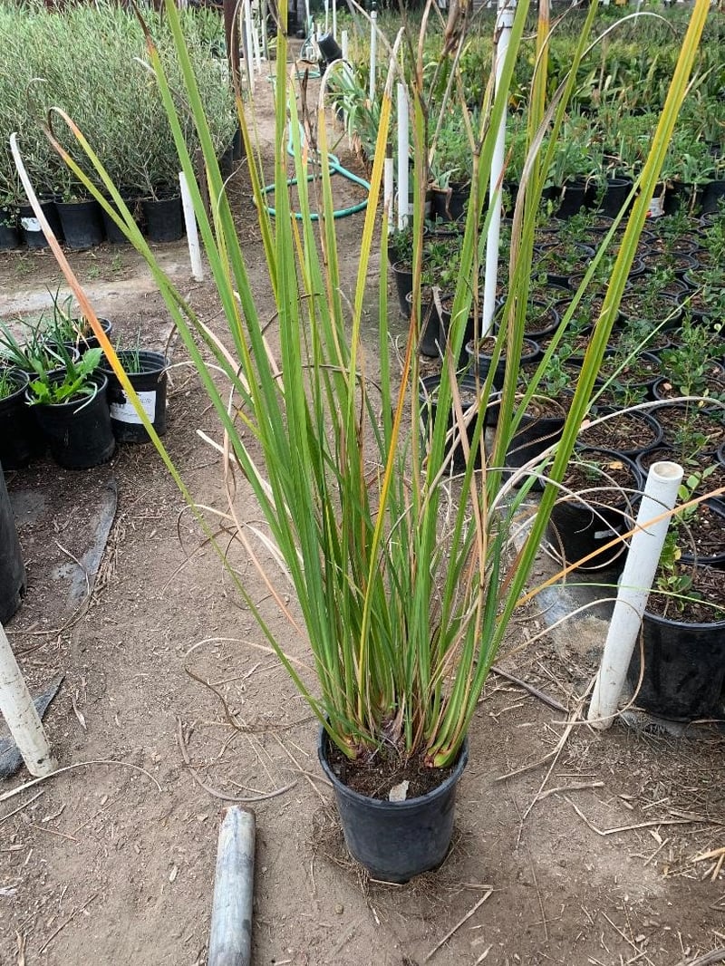 Photo for Dietes bicolor (Fortnight Lily, African Iris)