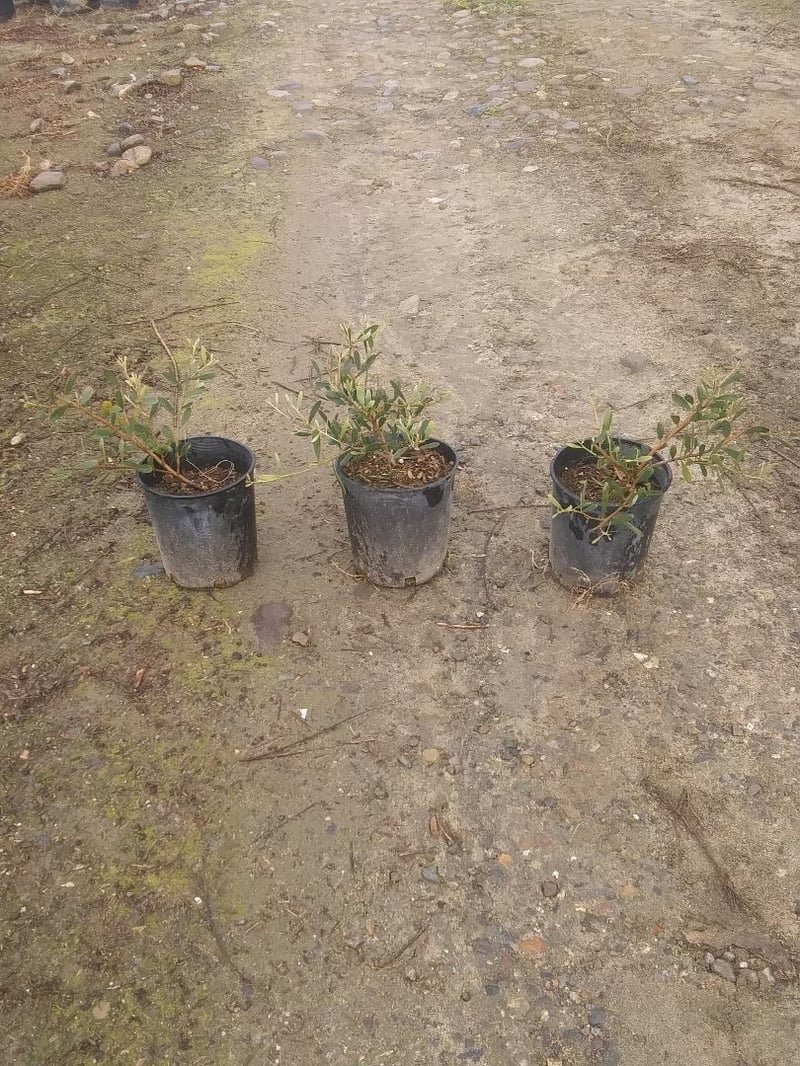 Photo for Acacia redolens (Prostrate Acacia)