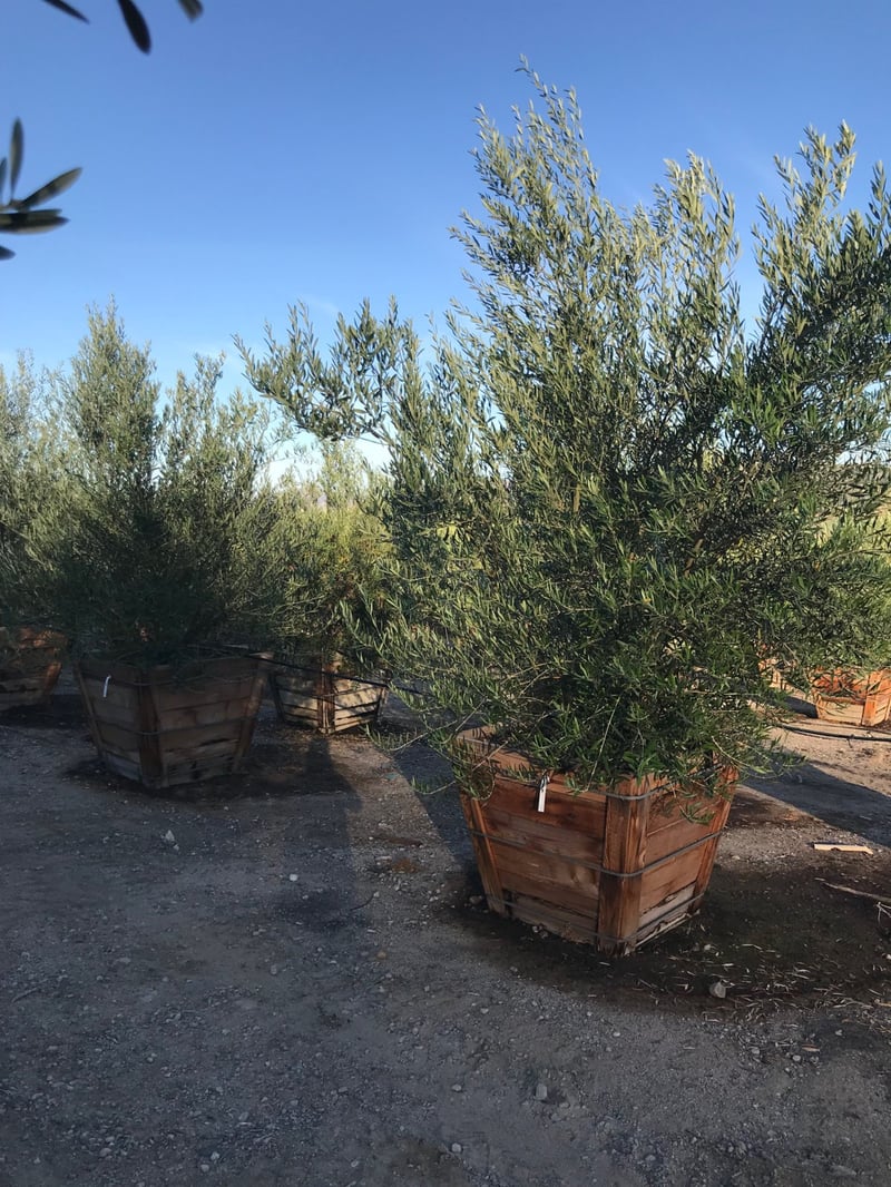 Photo for Olea europaea 'Wilsonii' (Multi) (Wilsonii Fruitless Olive)