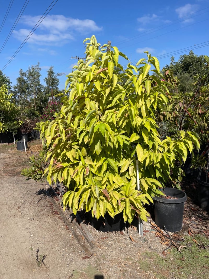 Photo for Michelia champaca 'Alba' (White Fragrant Himalayan Champaca)