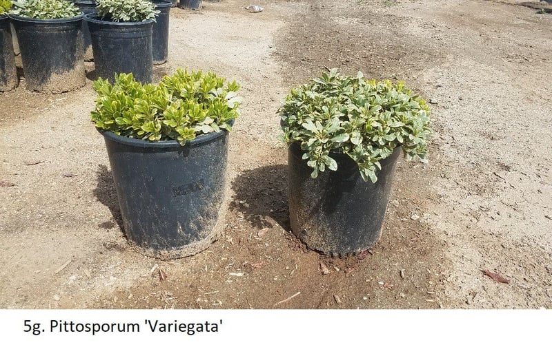 Photo for Pittosporum tobira 'Shima' (Cream De Mint Dwarf Mock Orange)