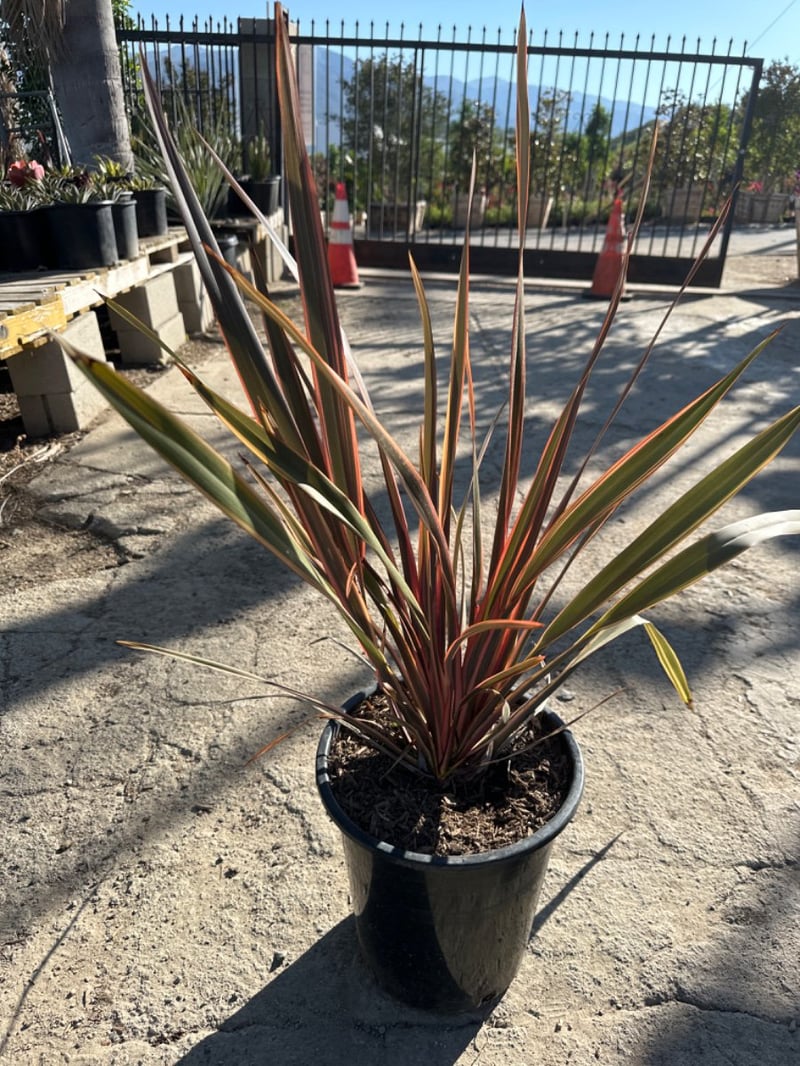 Photo for Phormium 'Evening Glow' (Evening Glow New Zealand Flax)