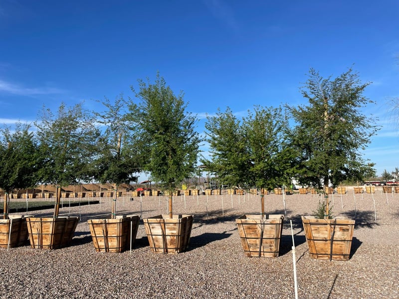 Photo for Ulmus parviflora 'True Green' (True Green Chinese Elm)