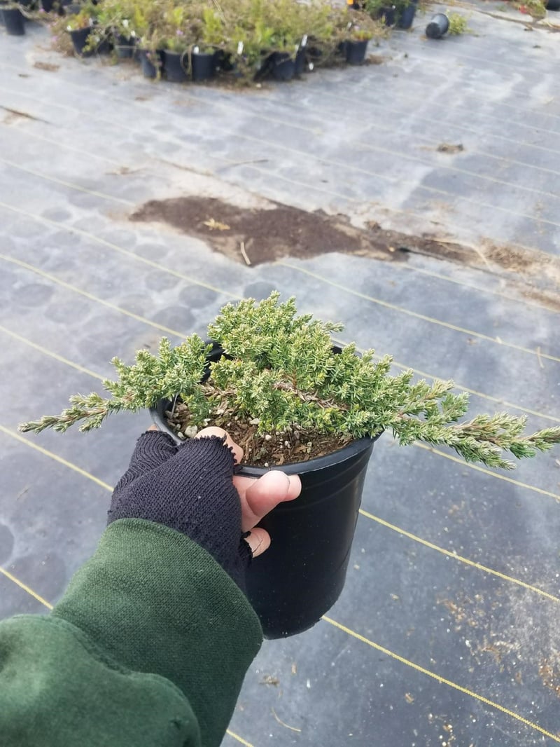 Photo for Juniperus procumbens 'Nana' (Japanese Garden Juniper)