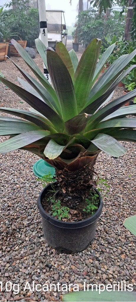 Photo for Alcantarea imperialis 'Rubra' (Rubra Imperial Bromeliad)