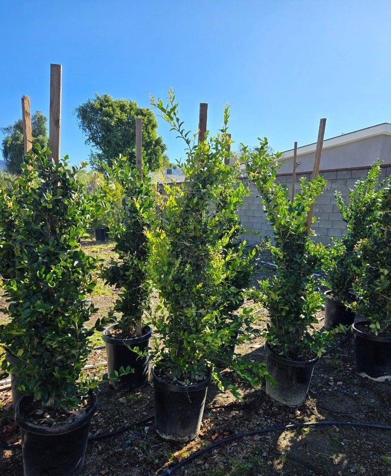 Photo for Ligustrum japonicum (Column) (Waxleaf Privet, Japanese Privet)