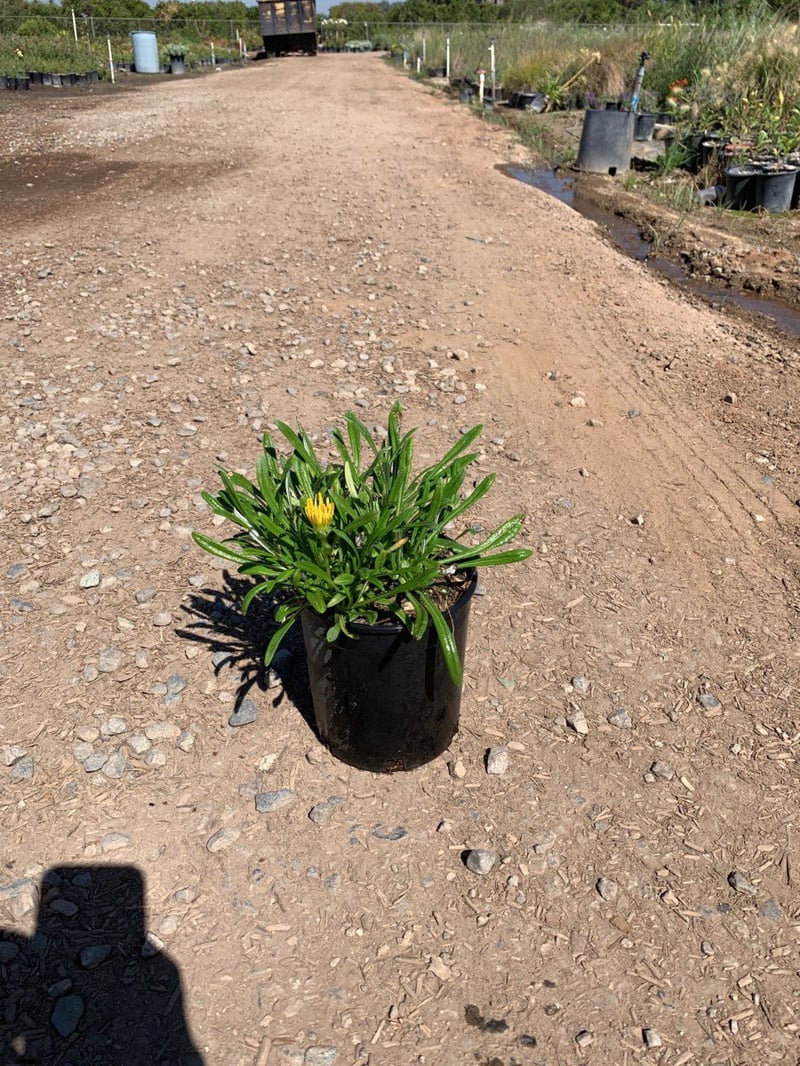 Photo for Gazania rigens hybrid (Gazania)