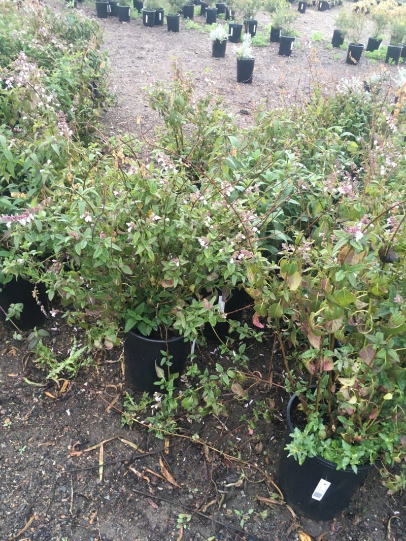 Photo for Salvia 'Waverly' (Waverly Sage)