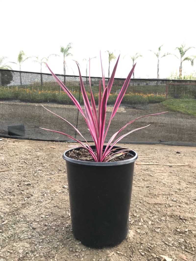 Photo for Cordyline australis 'Pink Passion' (Cabbage Tree 'Pink Passion')