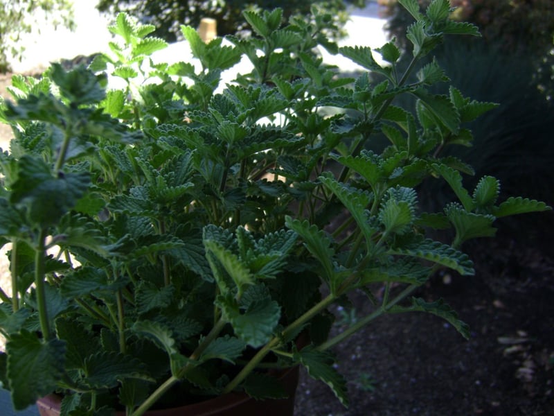 Photo for Nepeta racemosa (N. faassenii) 'Walker's Low' (Walker's Low Catmint)