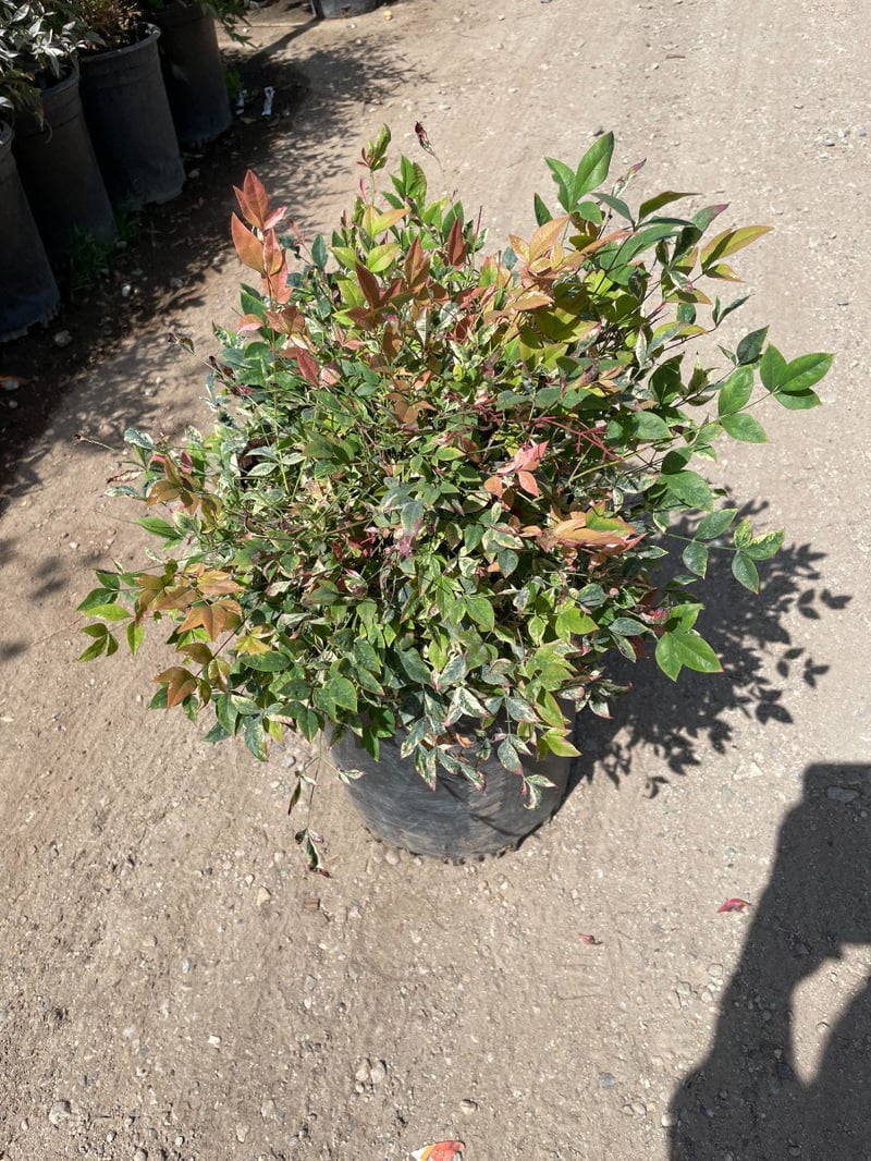 Photo for Nandina domestica 'Compacta' (Compact Heavenly Bamboo)