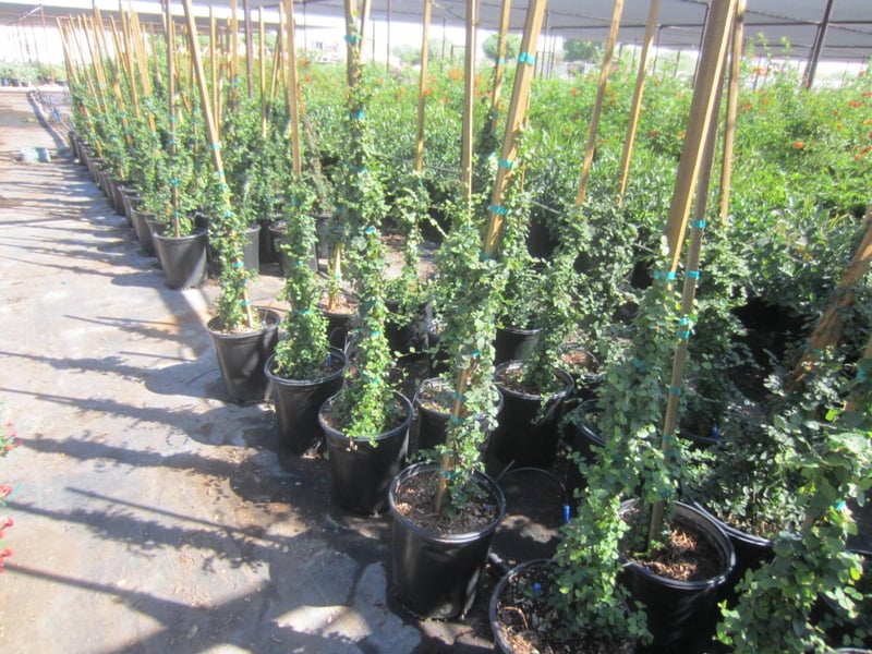 Photo for Ficus pumila (Vine) (Creeping Fig Ficus)