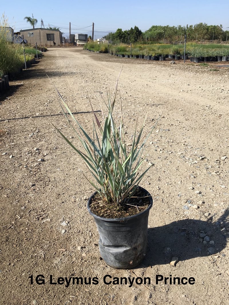 Photo for Leymus condensatus 'Canyon Prince' (Blue Lyme Grass)