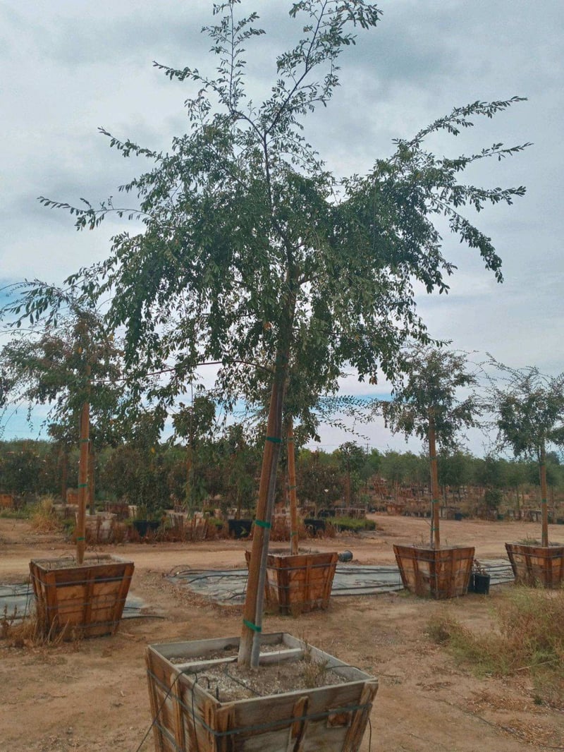 Photo for Ulmus parviflora 'Drake' (Standard) (Drake's Chinese Elm)