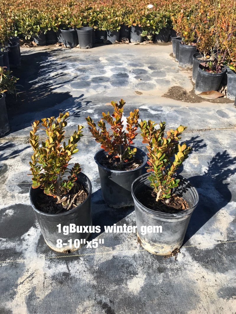 Photo for Buxus microphylla japonica 'Winter Gem' (Winter Gem Boxwood)