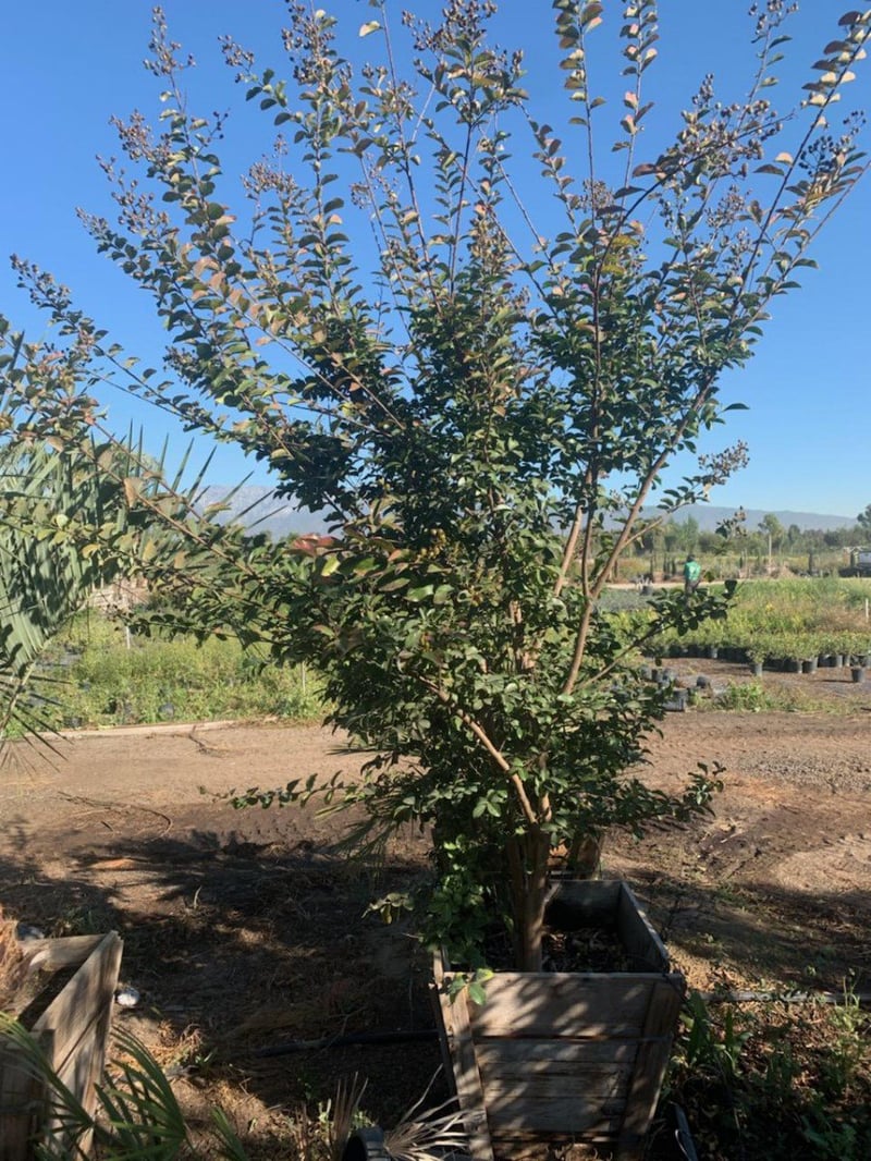 Photo for Lagerstroemia indica 'Catawba' (Multi) (Catawba Crape Myrtle)