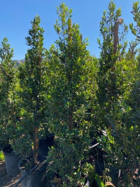 Photo for Prunus caroliniana 'Bright n Tight' ('Compacta') (Bright n Tight ('Compacta') Carolina Laurel)