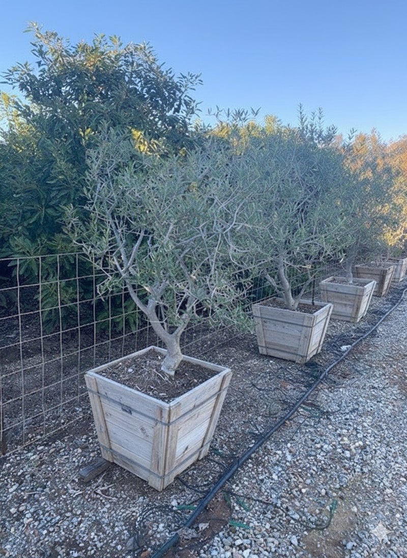 Photo for Olea europaea 'Fruitless' (Multi) (Fruitless Olive)