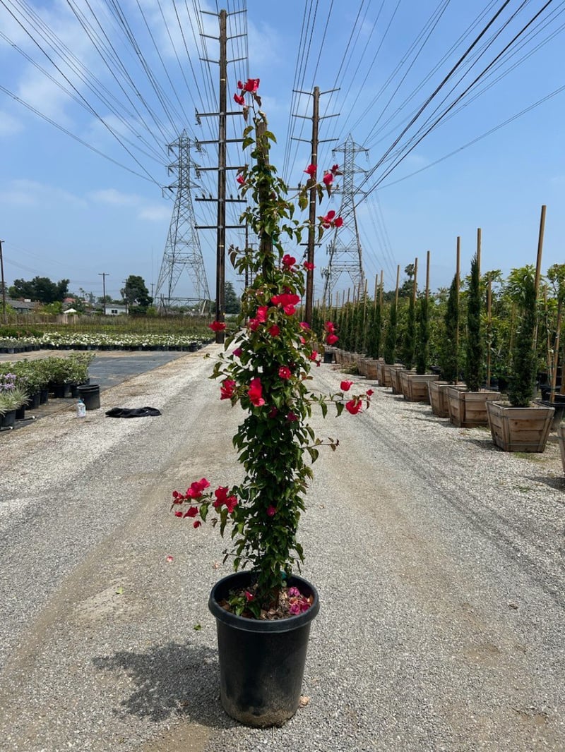 Photo for Bougainvillea 'Barbara Karst' (Staked) (Barbara Karst Bougainvillea)