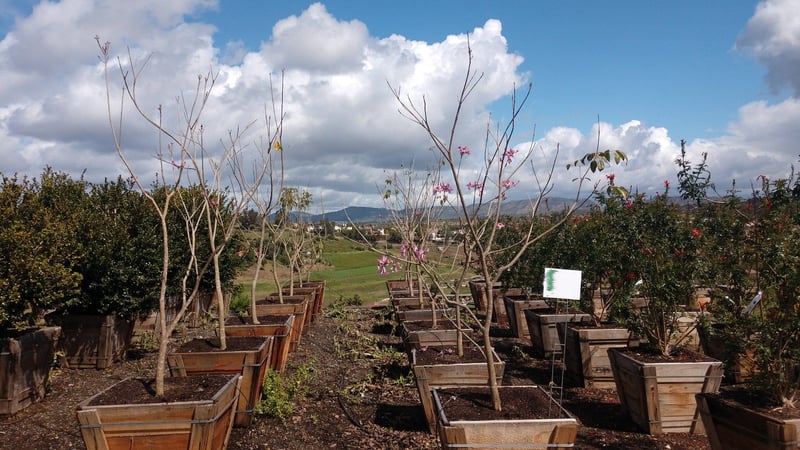 Photo for Tabebuia impetiginosa (Handroanthus impetiginosus) (Standard) (Pink Trumpet Tree)