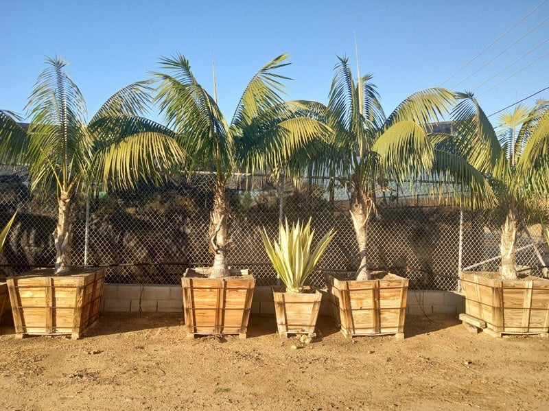 Photo for Howea forsteriana (Kentia Palm)