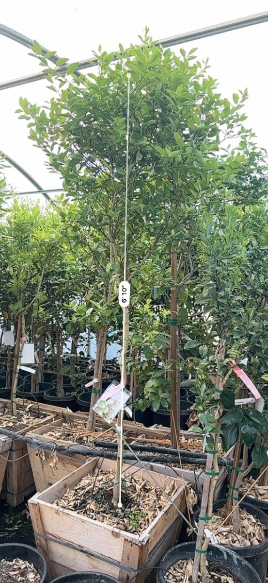 Photo for Citrus aurantifolia (Key Lime, Mexican Lime)